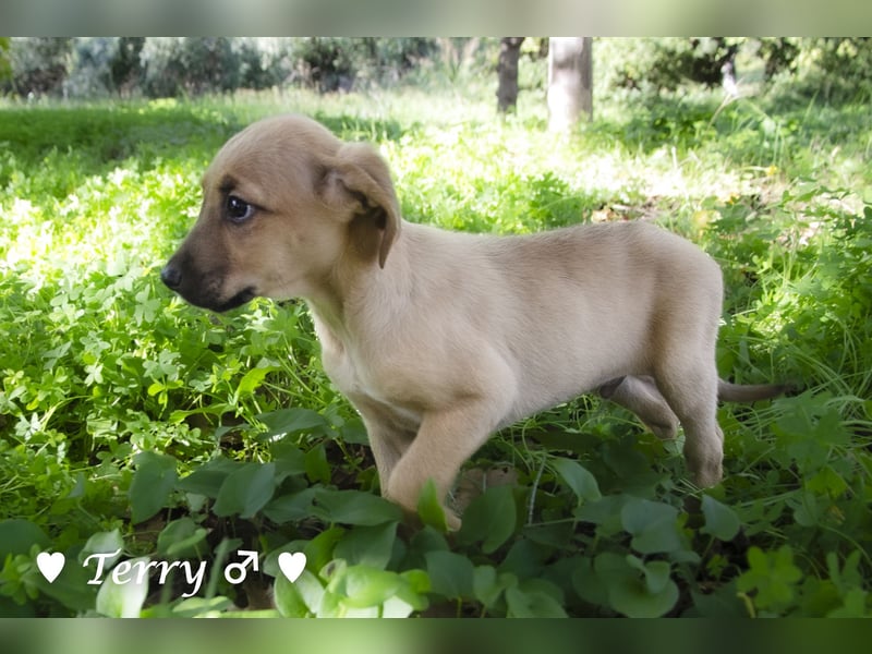 Terry, Tino, Tina, Tobi und Tommy suchen ab Ende Dezember ein Zuhause