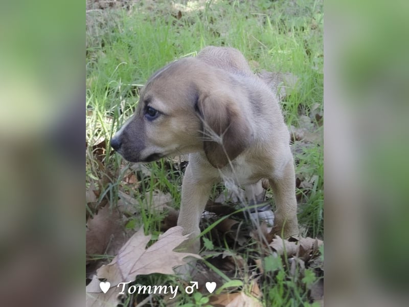 Terry, Tino, Tina, Tobi und Tommy suchen ab Ende Dezember ein Zuhause