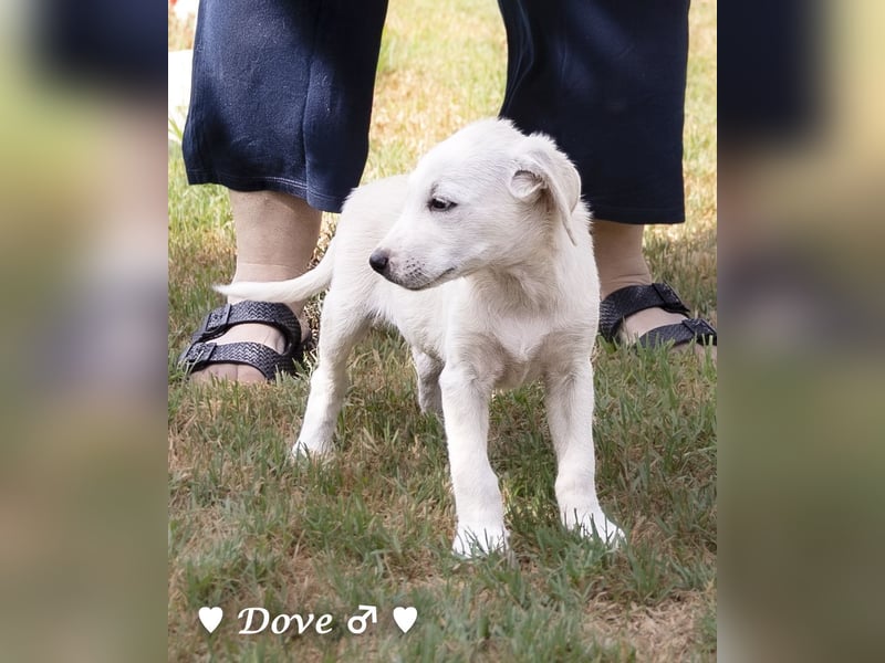 Lily und Dove (Rüde)  suchen  ihre Familie ab sofort