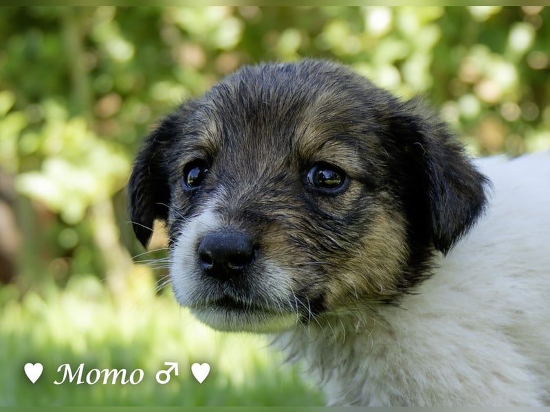 Appa und Momo suchen ein Zuhause