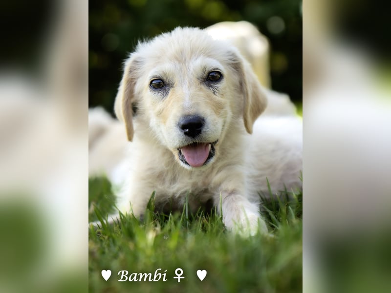 Update: drei Welpen (Baja,  Bambi, und   Brownie) suchen ab  Ende August ein Zuhause