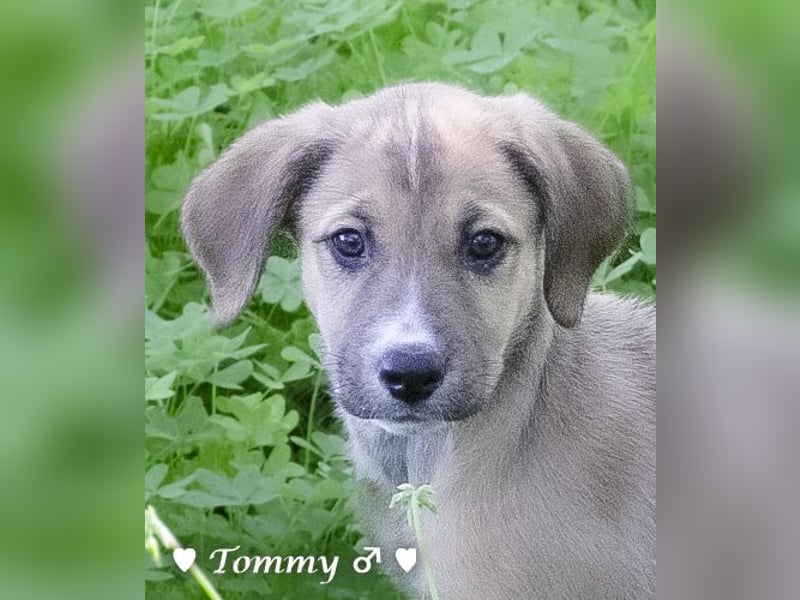 Terry, Tino, Tina, Tobi und Tommy suchen ab Ende Dezember ein Zuhause