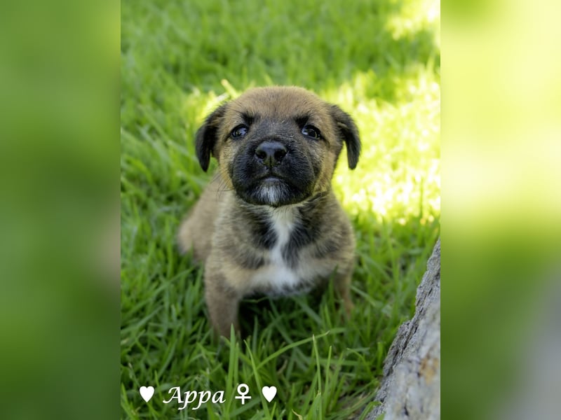 Appa und Momo suchen ein Zuhause