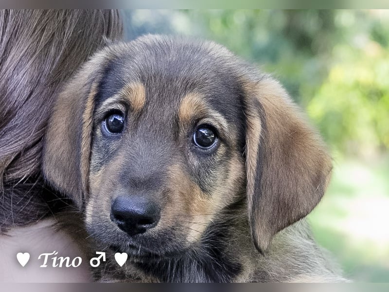 Terry, Tino, Tina, Tobi und Tommy suchen ab Ende Dezember ein Zuhause