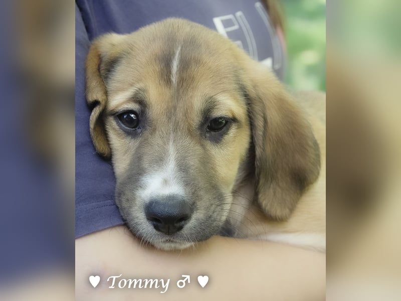 Terry, Tino, Tina, Tobi und Tommy suchen ab Ende Dezember ein Zuhause