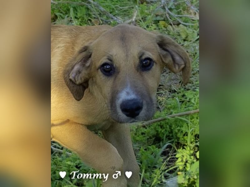 Tommy sucht ab Januar ein Zuhause