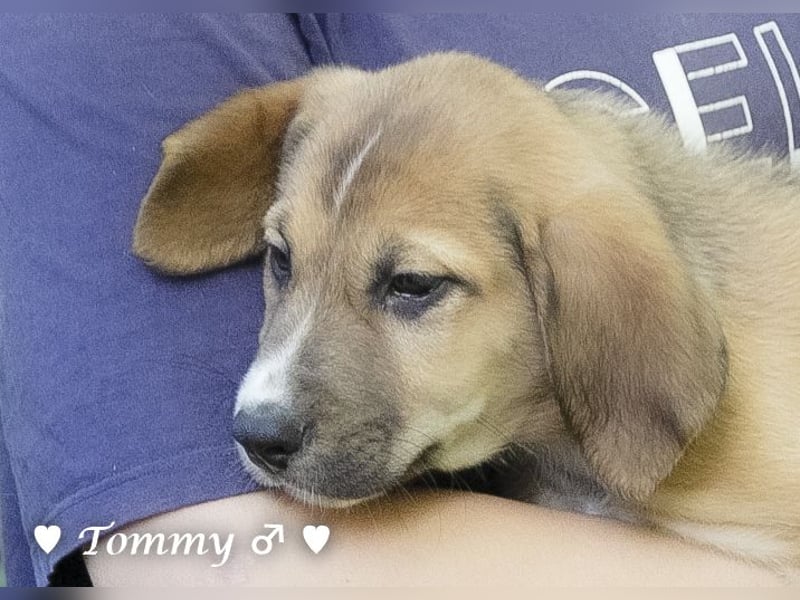 Tommy sucht ab Januar ein Zuhause