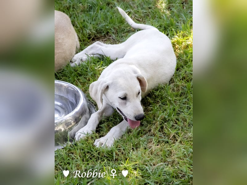 Robbie, f., in SÜW zu besuchen  sucht eine Familie