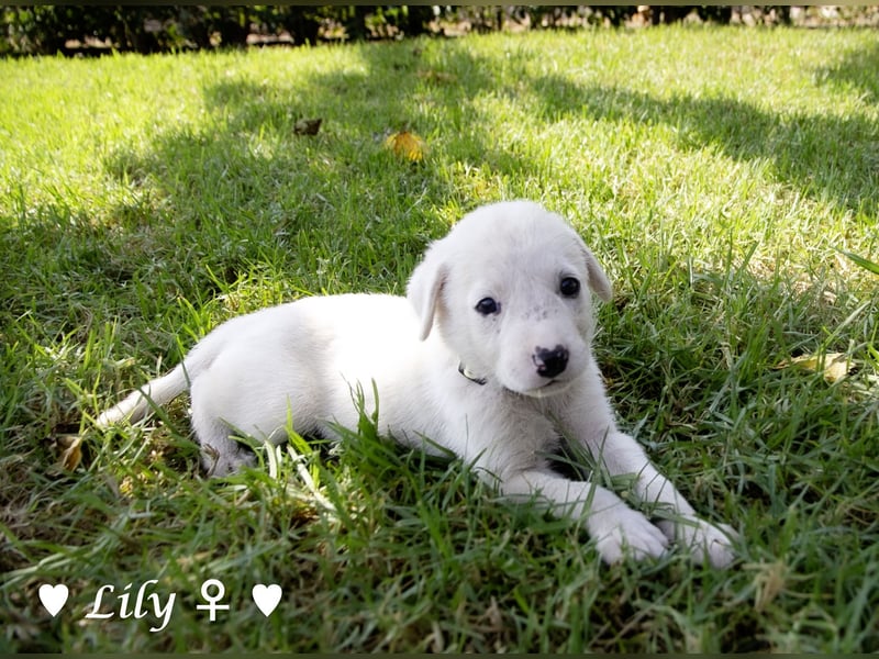 Lily und Dove (Rüde)  suchen  ihre Familie ab sofort