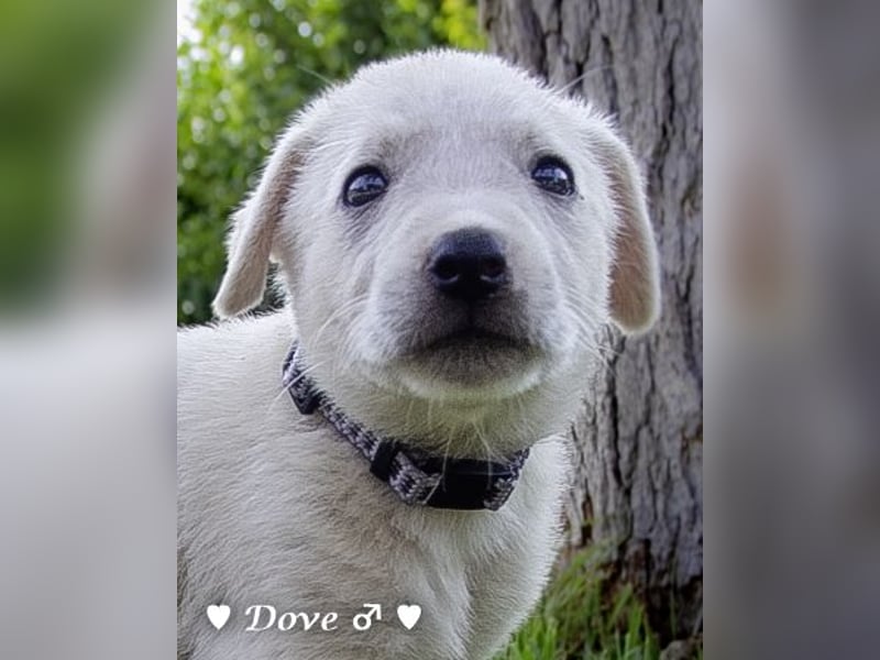 Lily und Dove (Rüde)  suchen  ihre Familie ab sofort