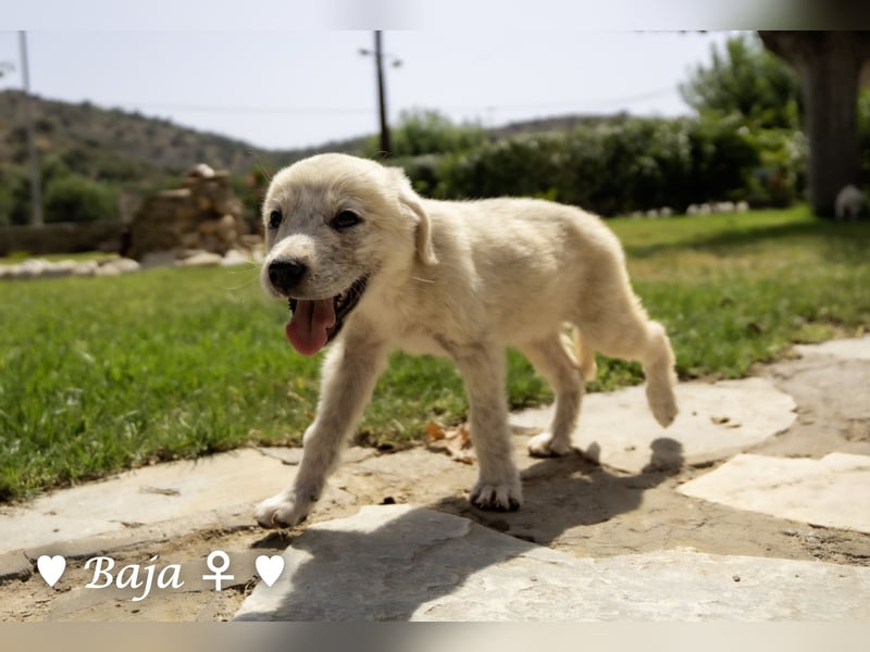 Baja,  Bambi, Scorpio und   Brownie suchen ab August ein Zuhause