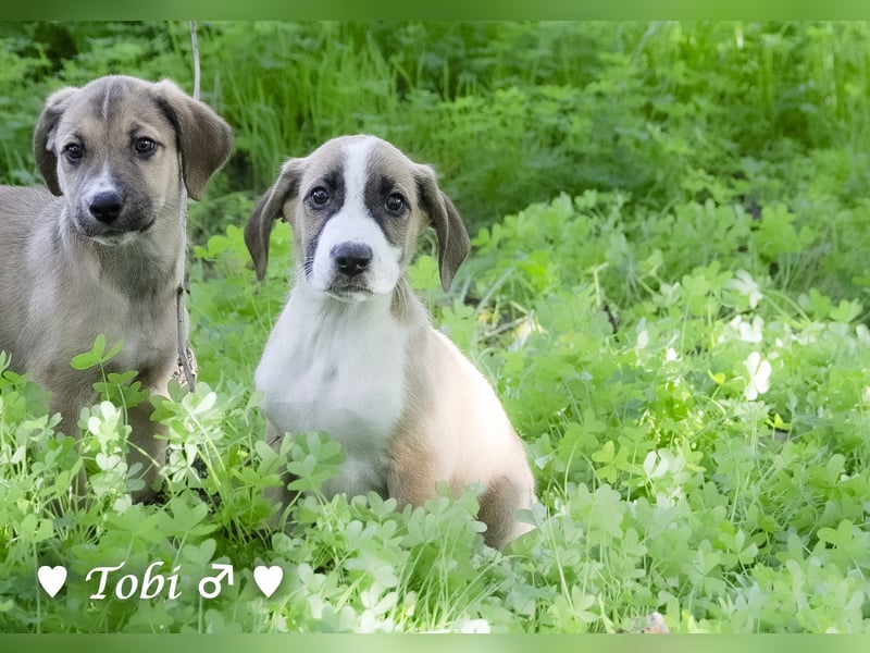Terry, Tino, Tina, Tobi und Tommy suchen ab Ende Dezember ein Zuhause