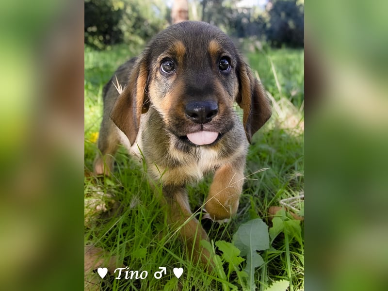 Terry, Tino, Tina, Tobi und Tommy suchen ab Ende Dezember ein Zuhause