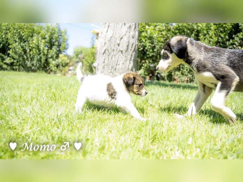 Appa und Momo suchen ein Zuhause