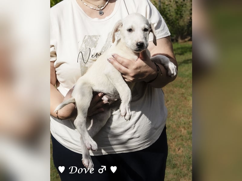 Lily und Dove (Rüde)  suchen  ihre Familie ab sofort