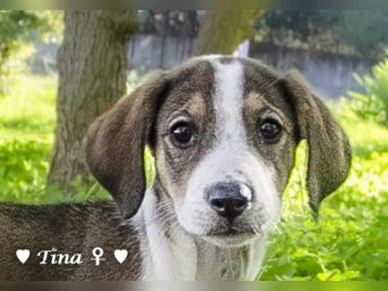 Terry, Tino, Tina, Tobi und Tommy suchen ab Ende Dezember ein Zuhause