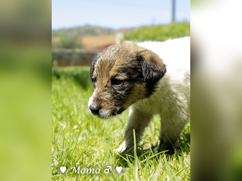 Appa und Momo suchen ein Zuhause