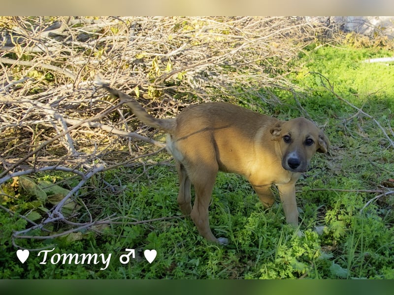 Tommy sucht ab Januar ein Zuhause