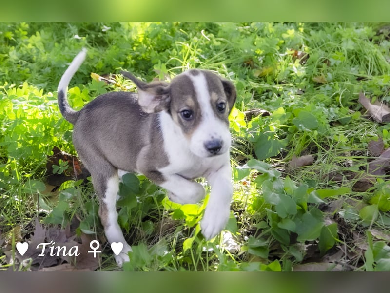 Terry, Tino, Tina, Tobi und Tommy suchen ab Ende Dezember ein Zuhause