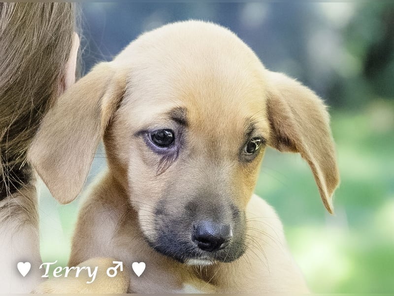 Terry, Tino, Tina, Tobi und Tommy suchen ab Ende Dezember ein Zuhause