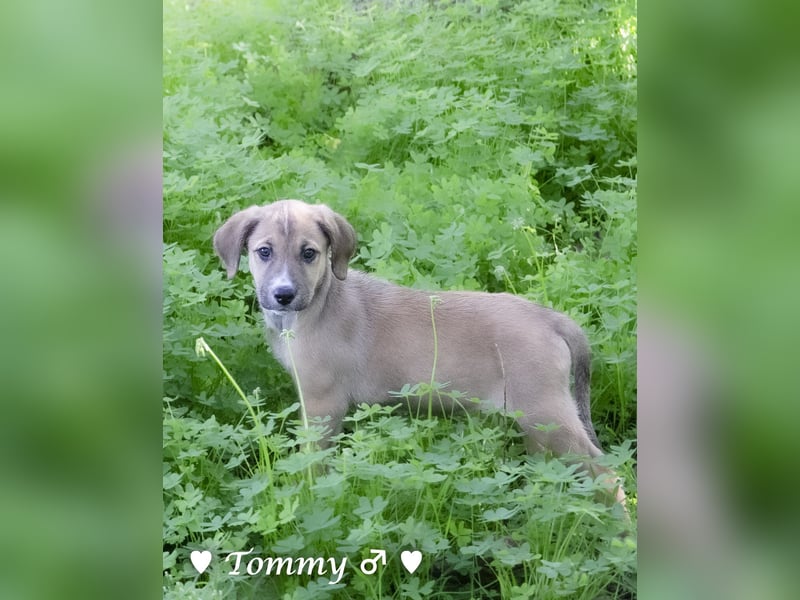 Tommy sucht ab Januar ein Zuhause