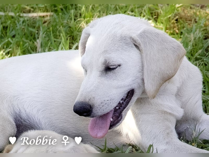Robbie, f., in SÜW zu besuchen  sucht eine Familie
