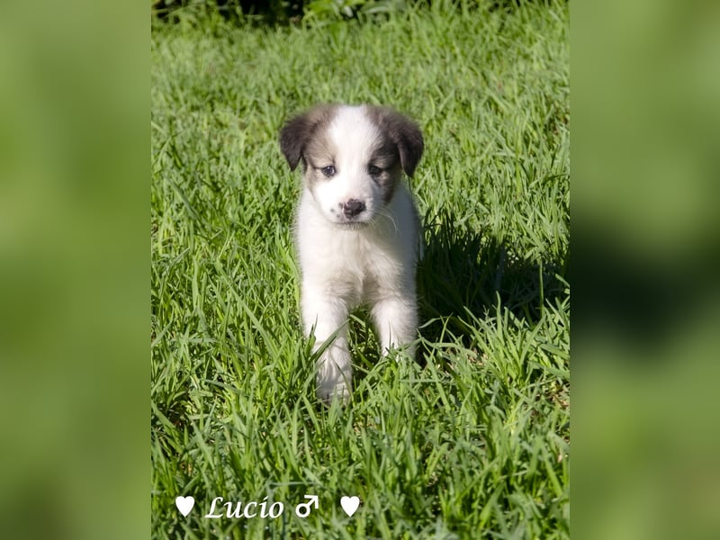 Lucio, Polly und Molly suchen ein Zuhause