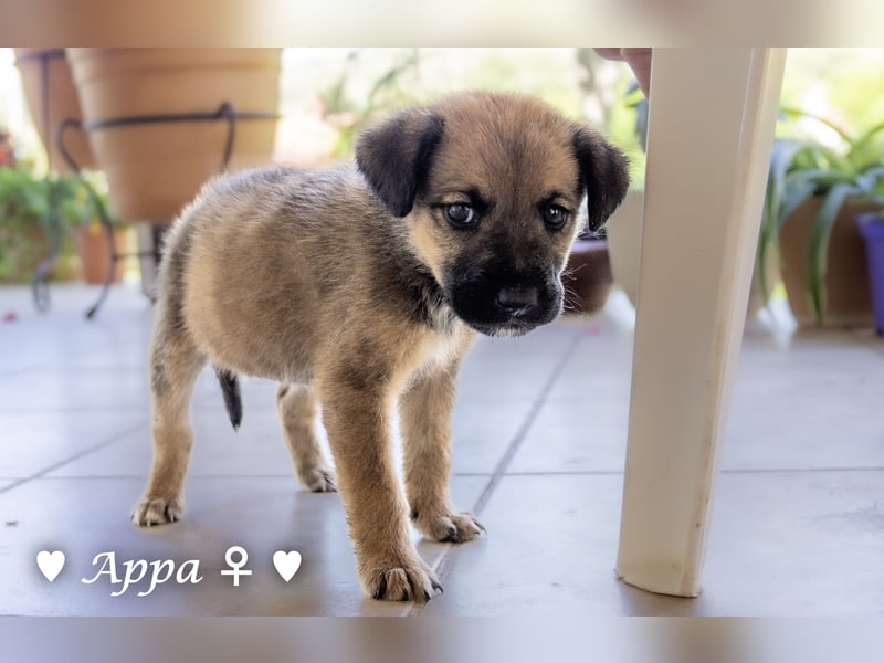 Appa und Momo suchen ein Zuhause