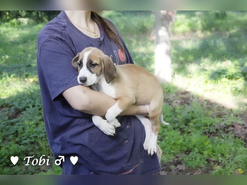 Terry, Tino, Tina, Tobi und Tommy suchen ab Ende Dezember ein Zuhause