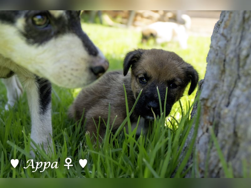 Appa und Momo suchen ein Zuhause