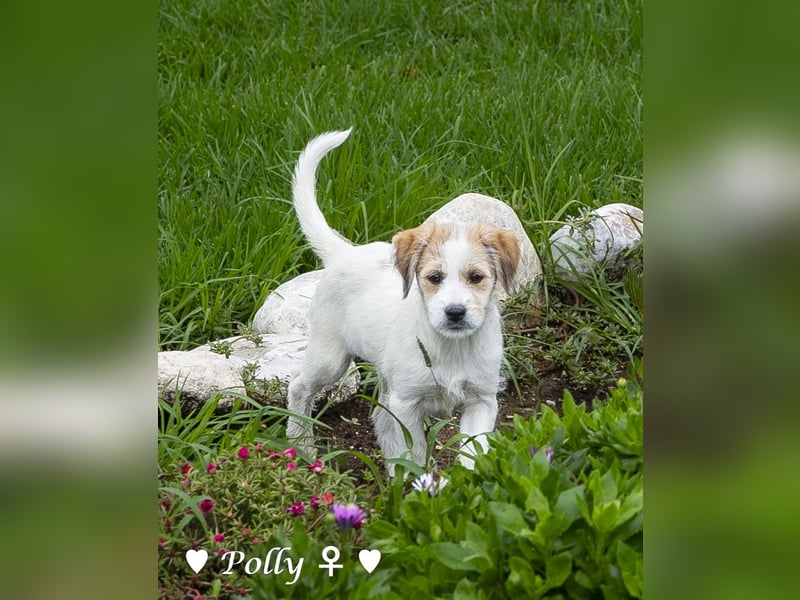 Lucio, Polly und Molly suchen ein Zuhause