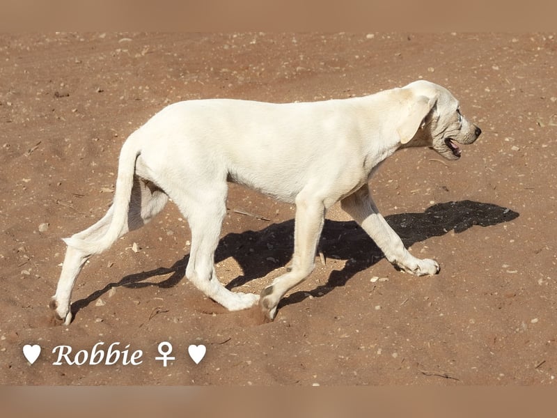 Robbie, f., in SÜW zu besuchen  sucht eine Familie