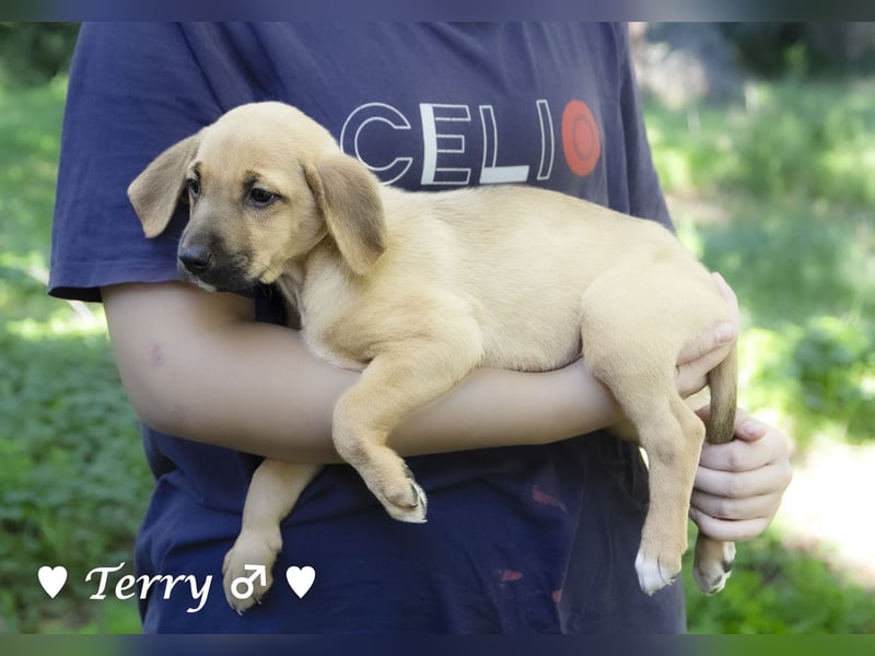 Terry, Tino, Tina, Tobi und Tommy suchen ab Ende Dezember ein Zuhause