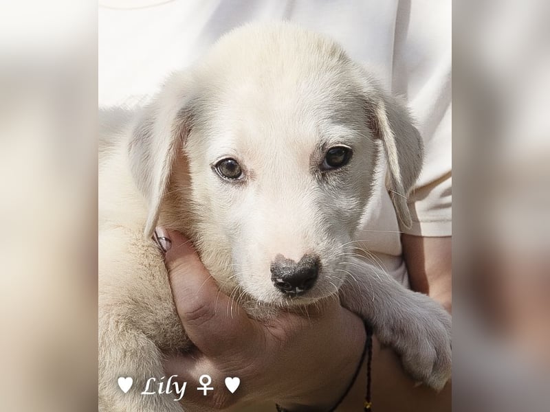 Lily und Dove (Rüde)  suchen  ihre Familie ab sofort