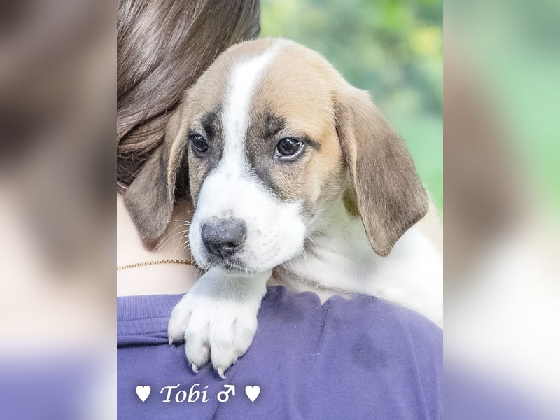 Terry, Tino, Tina, Tobi und Tommy suchen ab Ende Dezember ein Zuhause