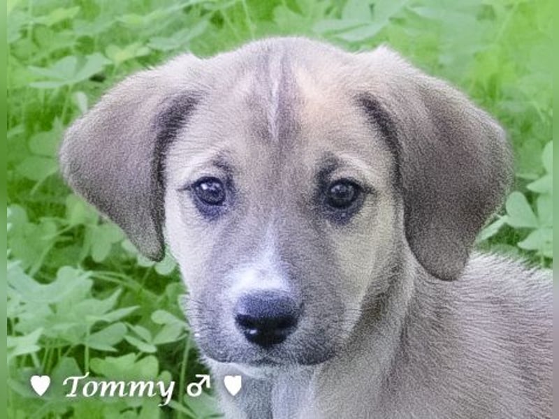 Tommy sucht ab Januar ein Zuhause