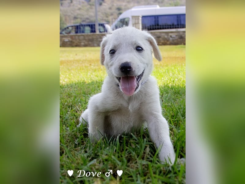 Lily und Dove (Rüde)  suchen  ihre Familie ab sofort