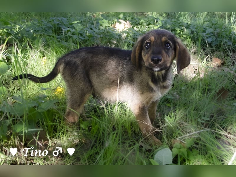 Terry, Tino, Tina, Tobi und Tommy suchen ab Ende Dezember ein Zuhause