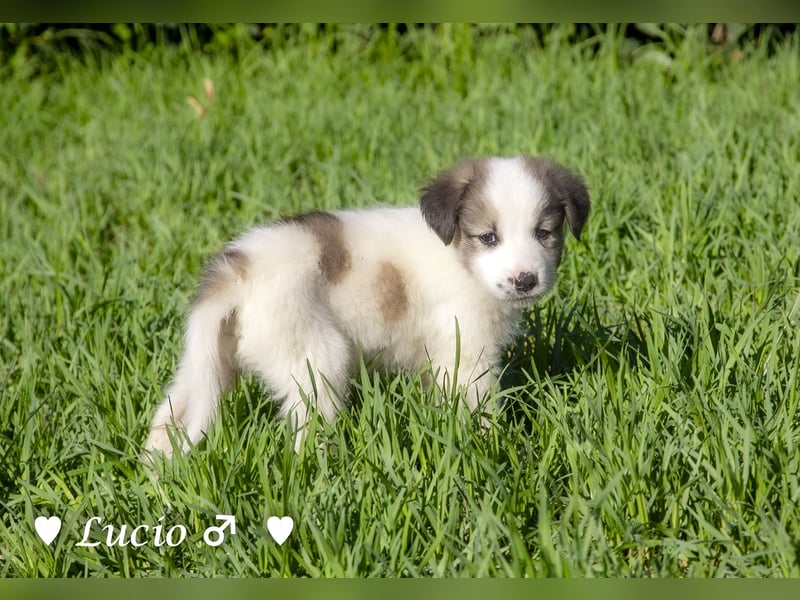Lucio, Polly und Molly suchen ein Zuhause