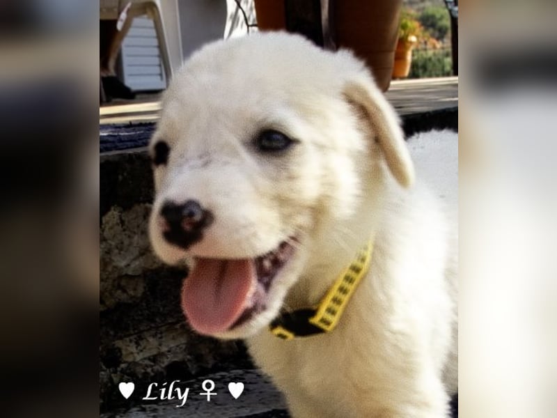 Lily und Dove (Rüde)  suchen  ihre Familie ab sofort