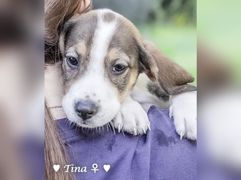 Terry, Tino, Tina, Tobi und Tommy suchen ab Ende Dezember ein Zuhause