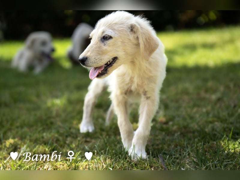 Baja,  Bambi, Scorpio und   Brownie suchen ab August ein Zuhause