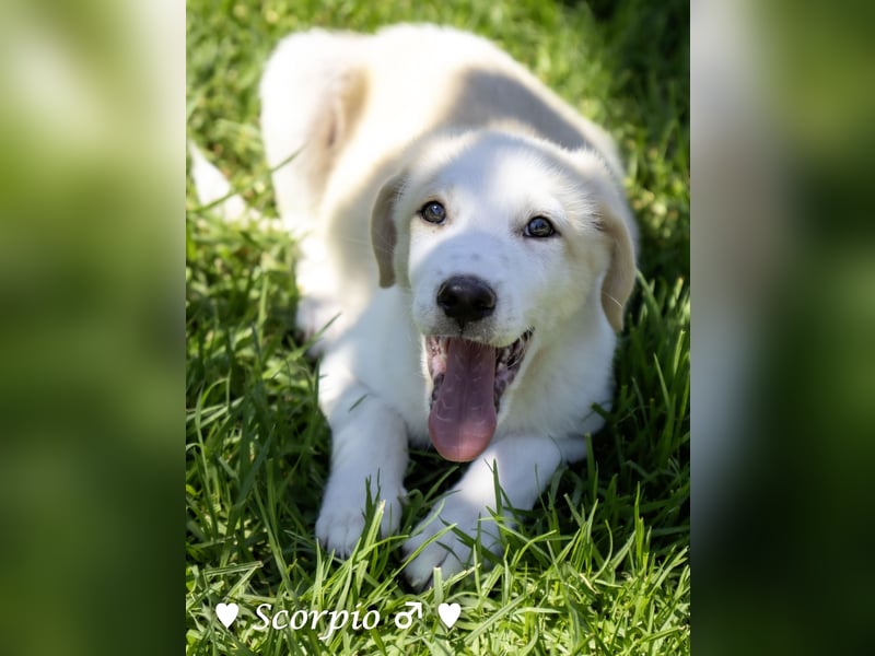 Baja,  Bambi, Scorpio und   Brownie suchen ab August ein Zuhause