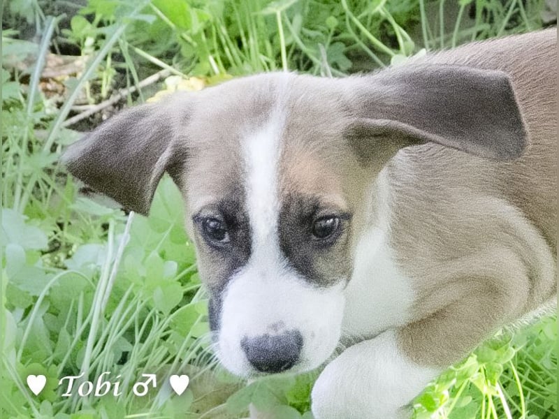 Terry, Tino, Tina, Tobi und Tommy suchen ab Ende Dezember ein Zuhause