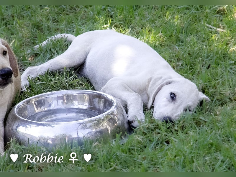 Robbie, f., in SÜW zu besuchen  sucht eine Familie