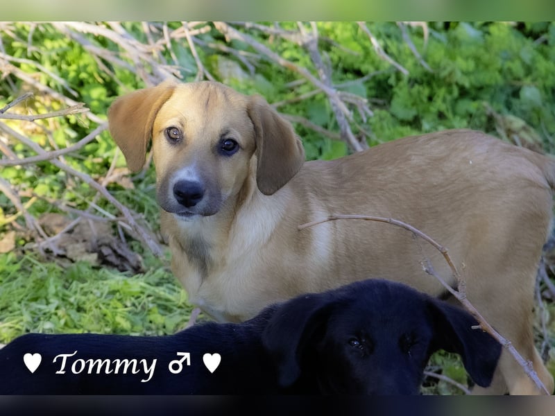 Tommy sucht ab Januar ein Zuhause