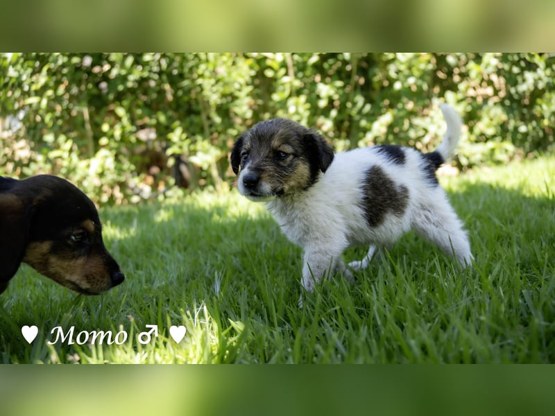 Appa und Momo suchen ein Zuhause