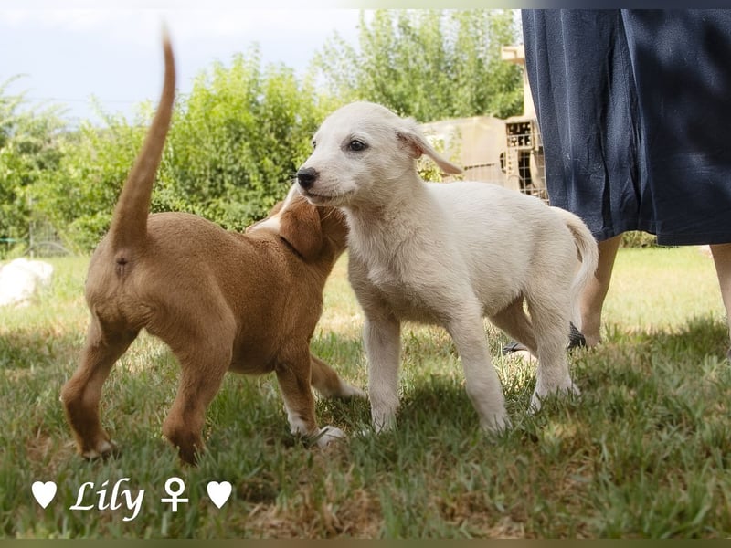 Lily und Dove (Rüde)  suchen  ihre Familie ab sofort