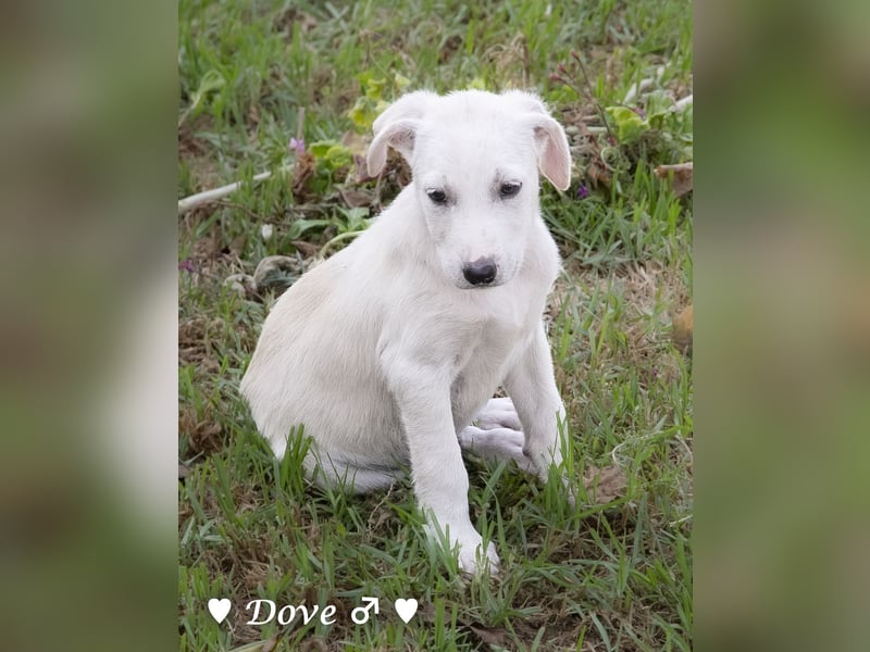 Lily und Dove (Rüde)  suchen  ihre Familie ab sofort