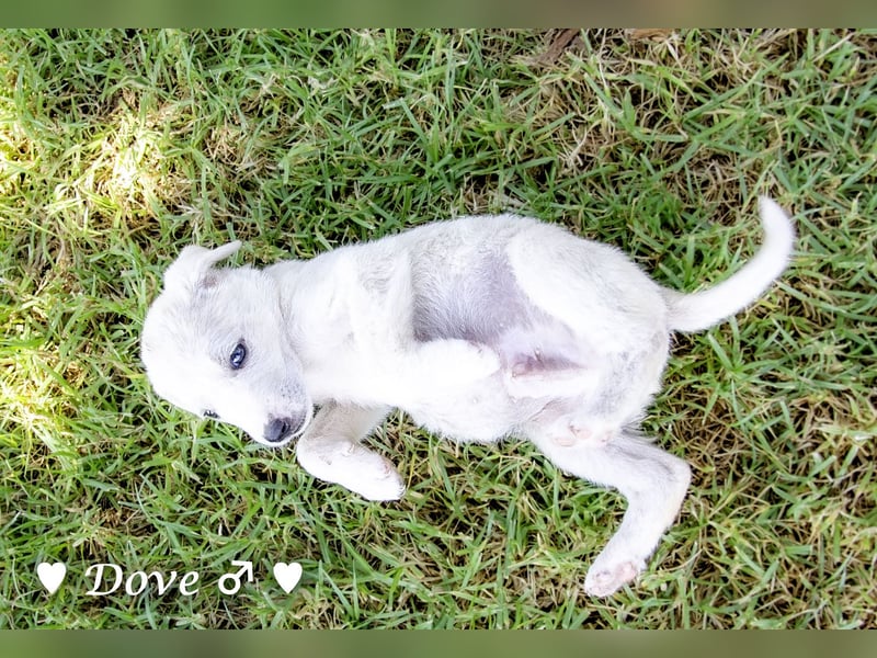Lily und Dove (Rüde)  suchen  ihre Familie ab sofort
